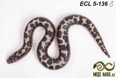 hadi na prodej, mládě, český chov hadů, odchov hadů, mojihadi.cz, Eryx columbrinus loveridgei, hroznýšek pestrý, Kenyan sand boa, het  Albino, Anery